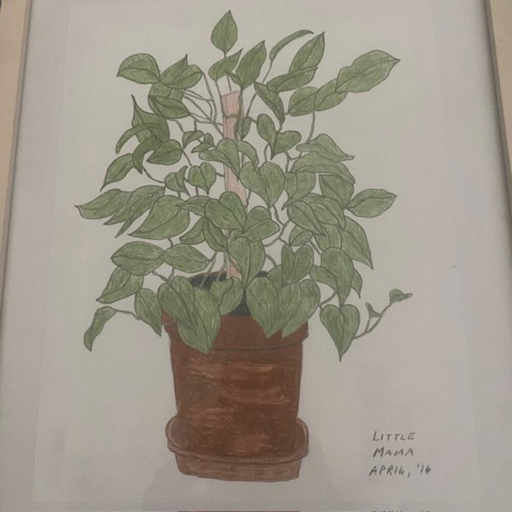 Original Art Philodendron "Little Mama" April‎ 2016 Pencil Drawing Framed - Picture 4 of 10